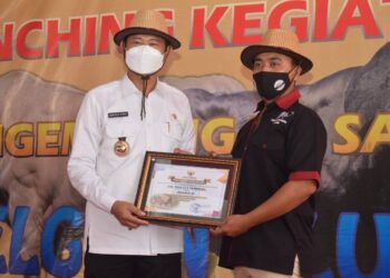 Belgian Blue Mulai Dikembangkan di Lamongan