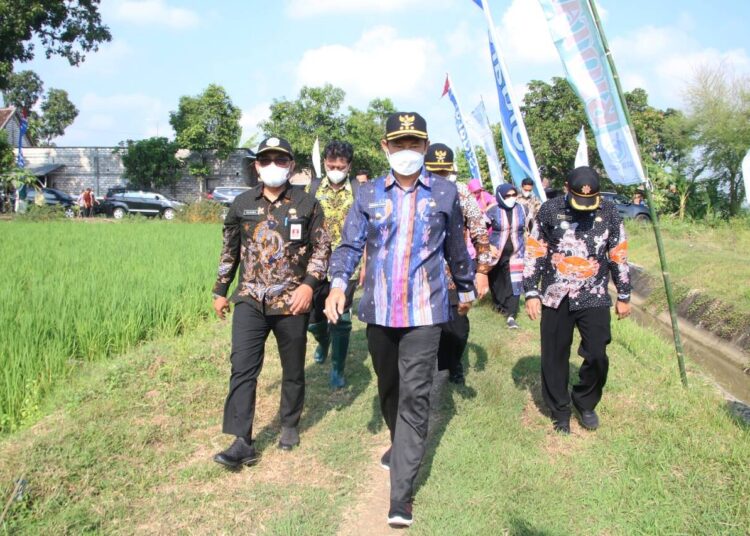 Produktivitas Tanaman Tembakau Lamongan Meningkat