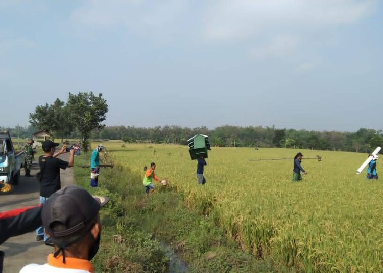 Tekan Hama Tikus, Babinsa Sambeng Gagas Rumah Burung Hantu