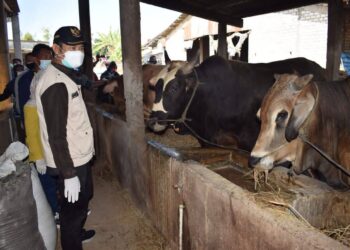 Penjualan Hewan Kurban di Lamongan Meningkat Ditengah PPKM Darurat