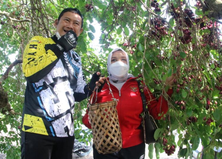 YES Ingin Kembangkan Pohon Juwet Berusia 50 Tahun Sebagai Wisata Baru Lamongan