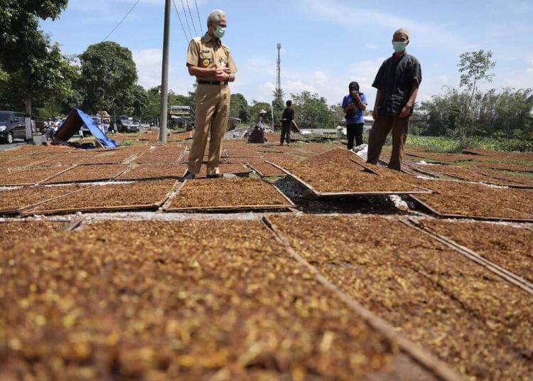 Asyik Jemur Tembakau, Petani Ini Kaget Didatangi Ganjar