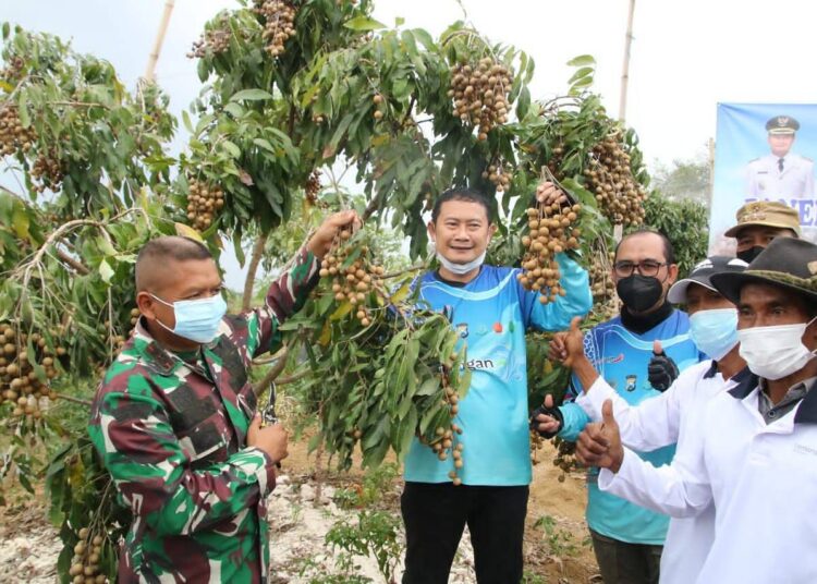 Bupati Lamongan Blusukan Tinjau Potensi Daerah, Dari Panen Garam Hingga Panen Buah