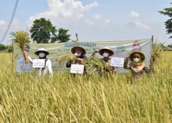 Panen Raya Padi, Lamongan Perkuat Ketahanan Pangan