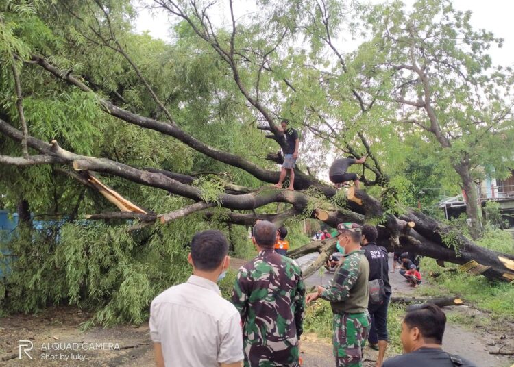 Anggota Koramil 0812/05 Kembangbahu dengan Sigap Bersihkan Pohon Tumbang Pasca Hujan Deras