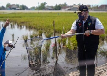 Bupati Kediri Dhito Pramono Panen Ikan dengan Sistem Mina Padi