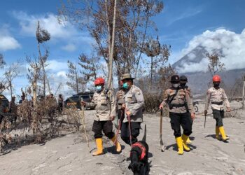 11 anjing Pelacak dan 29 Personel Unit K9 Dilibatkan Pencarian Korban Erupsi Semeru, Kapolres Lumajang : Agar Segera Tuntas