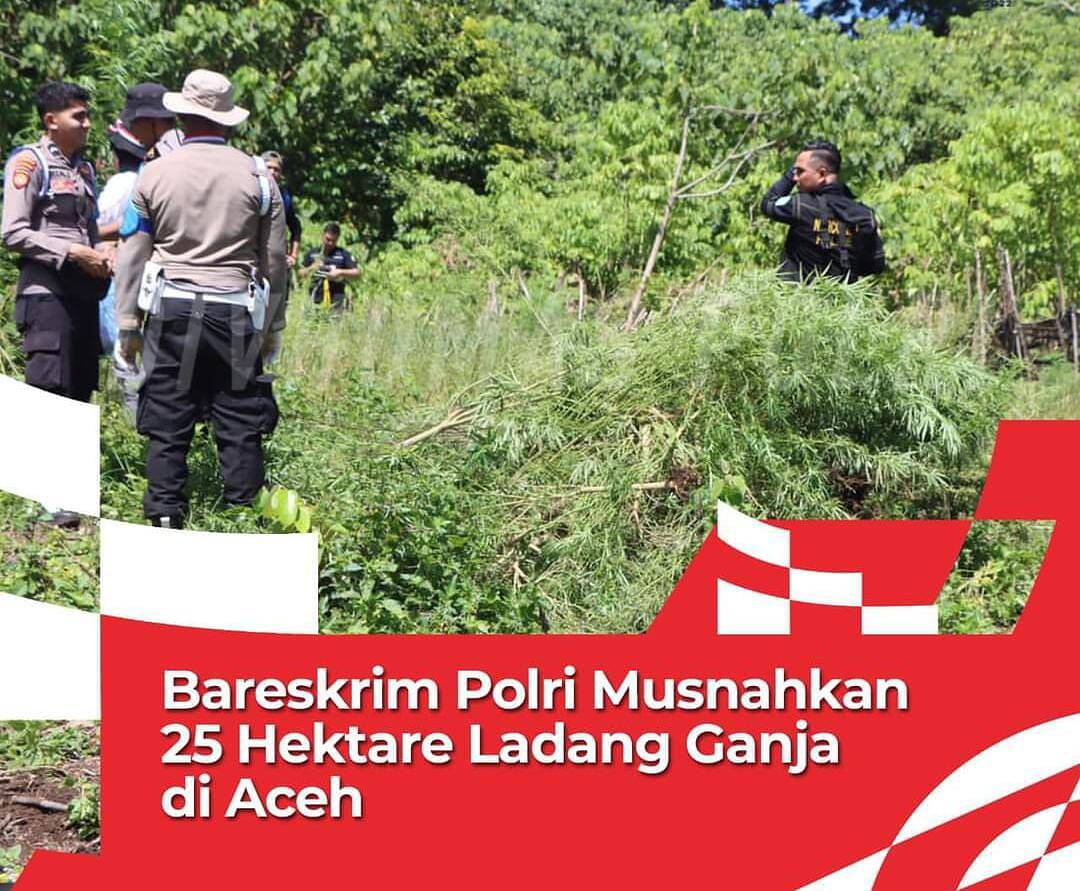 Bareskrim Polri Musnahkan Puluhan Hektare Ladang Ganja di Aceh