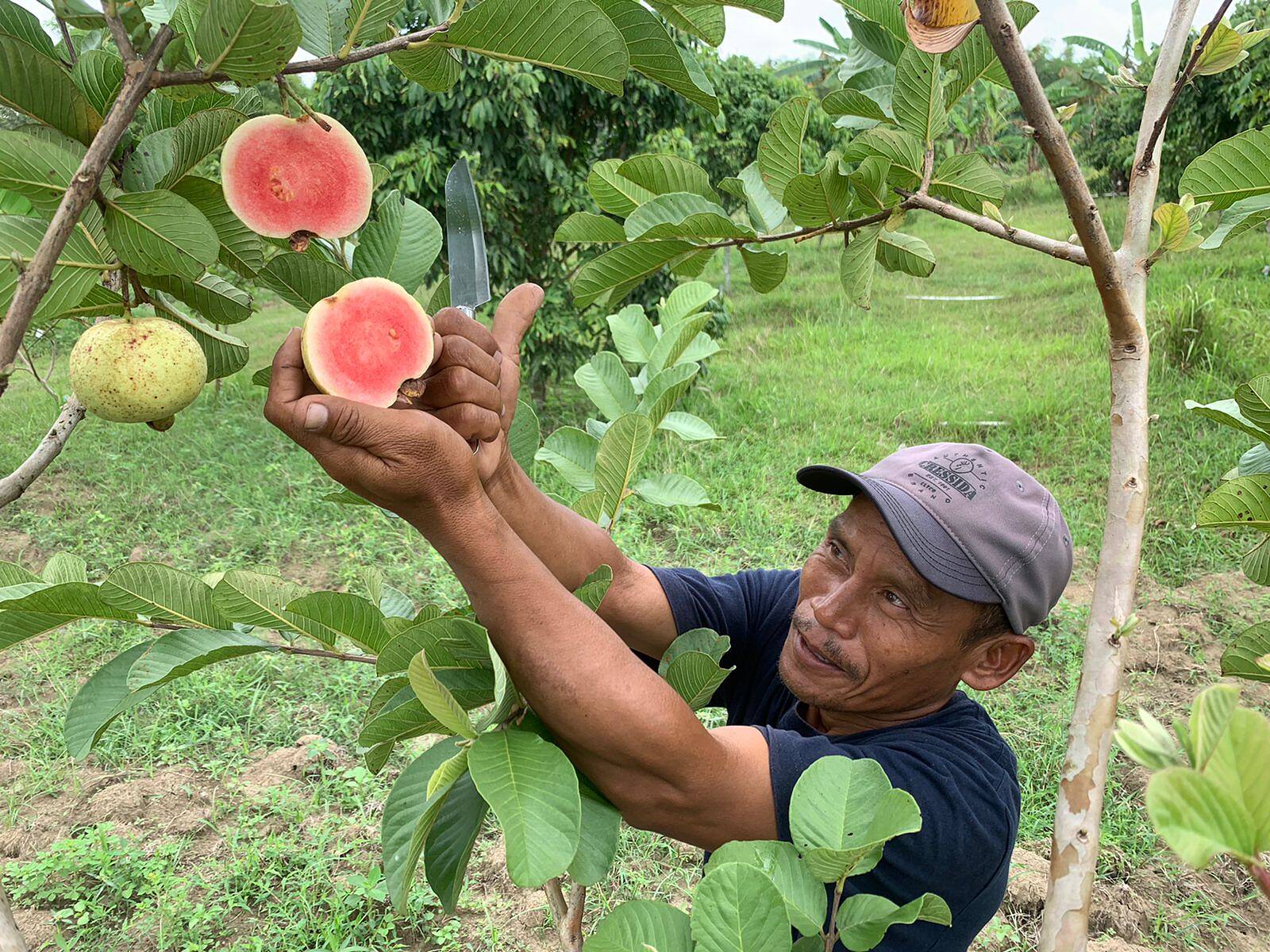 Jalan Nglenyer Dongkrak Agrowisata Jambu Kristal di Ngasem