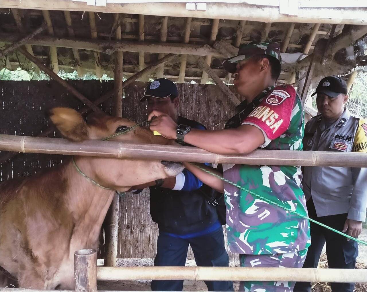 Cegah PMK, Babinsa Dampingi Vaksinasi Hewan Ternak Warga Binaan