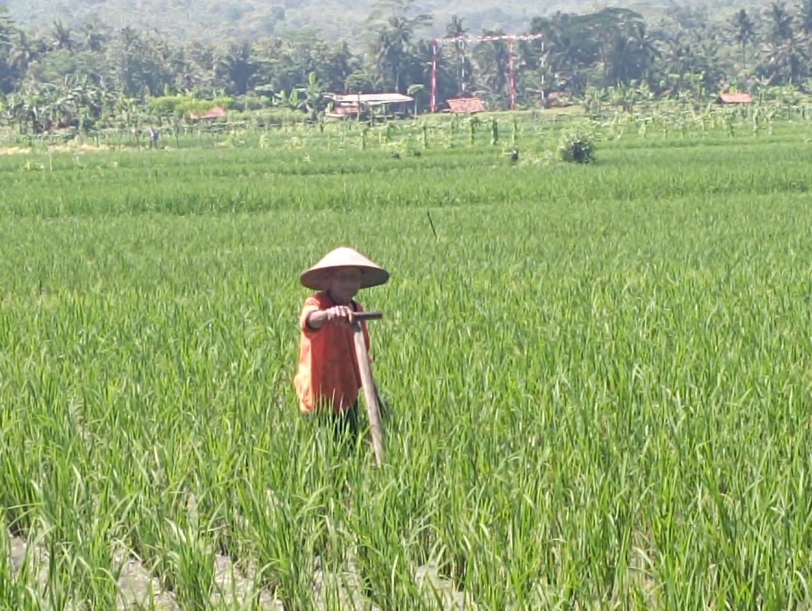 Petani Pangandaran Dorong Produsen Pupuk Indonesia dan APH Segera Tindak Distributor/Kios Nakal