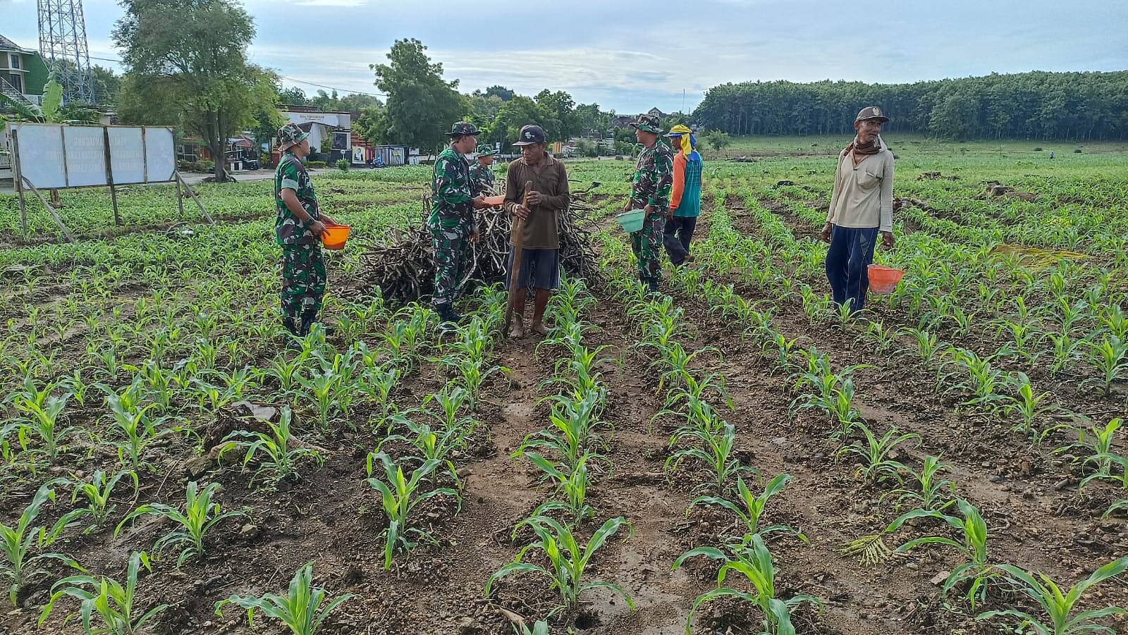 Kodim 0812 Rutin Lakukan Perawatan Tanaman Jagung Dukung Program Ketahanan Pangan