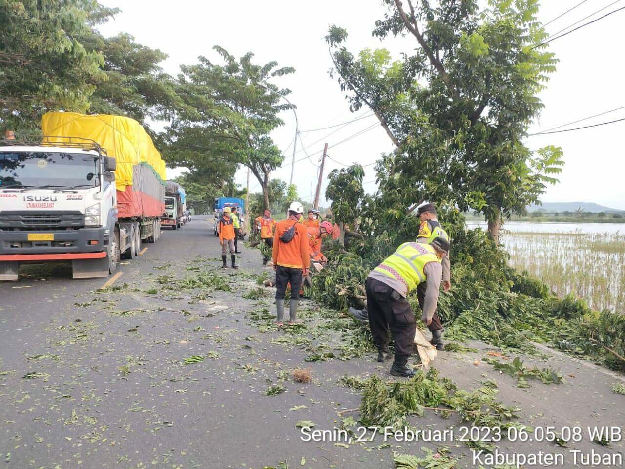 Tim Gabungan Evakuasi Pohon Tumbang di Pantura Widang