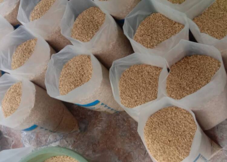 Kepala Dusun Gilis – Tuban Pamerkan Hasil Varietas Padi Unggul MR 263.