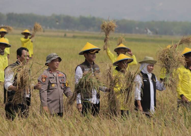 Panen Raya Hasil Kombinasi Pupuk Organik di Tuban, Khofifah: Bakal Jadi Percontohan 