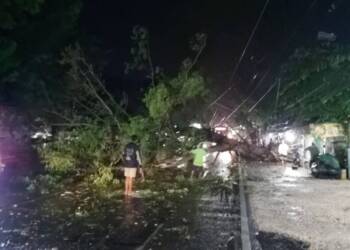 Polsek Widang Bersama BPBD Evakuasi Pohon Tumbang di Jalur Poros Widang.
