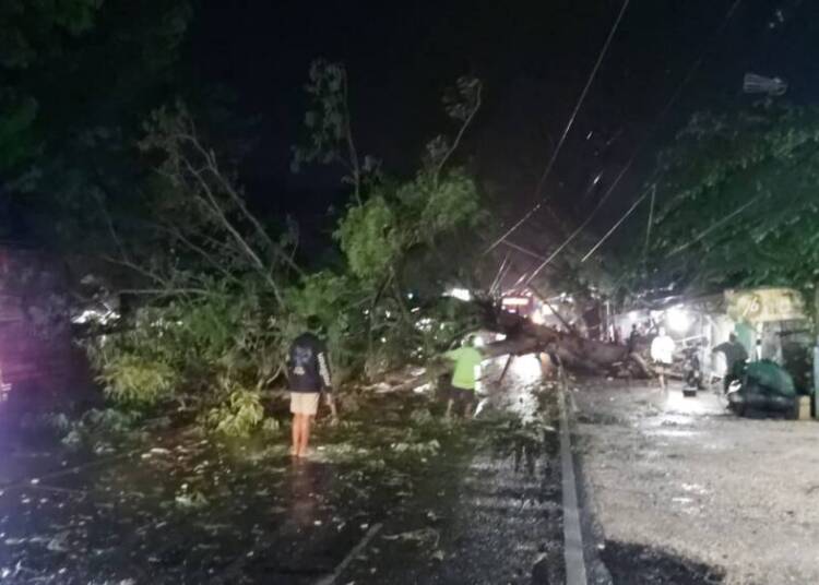 Polsek Widang Bersama BPBD Evakuasi Pohon Tumbang di Jalur Poros Widang.