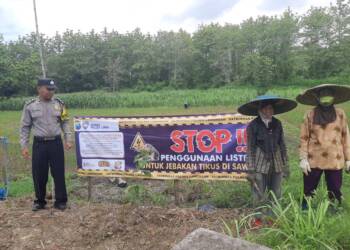 Kapolsek Laren Imbau Petani Tak Gunakan Strum Jebakan Tikus