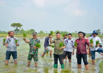 Lapas Lamongan Tanam Padi Organik Varietas Unggul