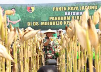 Pangdam V Didampingi Dandim 0812 Panen Jagung di Mojorejo