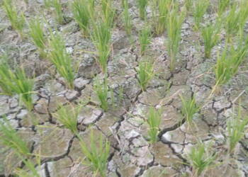 Sawah Mulai Mengering, Petani Desa Mejuwet Terancam Gagal Panen