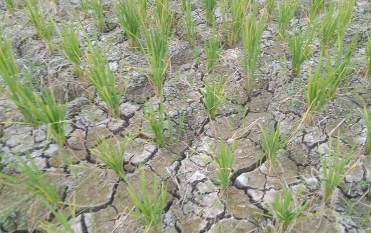 Sawah Mulai Mengering, Petani Desa Mejuwet Terancam Gagal Panen