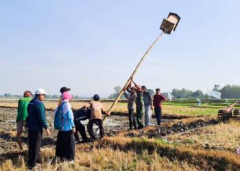 Babinsa Koramil Kalitidu Bojonegoro Bantu Petani Pasang Rubuha