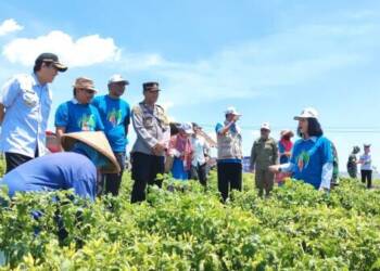 Panen Raya Cabai di Sambongrejo – Bojonegoro, Petani Gembira