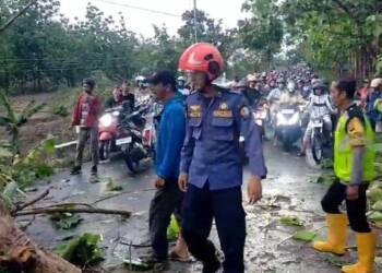 Gercep! Polisi di Bojonegoro Evakuasi Pohon Tumbang Akibat Puting Beliung