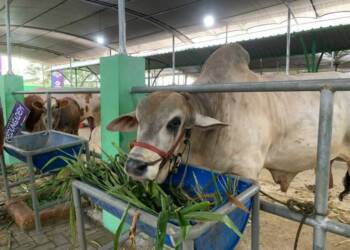 Pemkab Bojonegoro Gelar Kontes Ternak di Pasar Hewan Kedungbondo