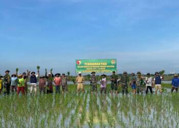 Tingkatkan Hanpangan, Koramil Pucuk Tanam Padi Bareng Petani