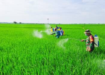Dukung Ketahanan Pangan, Babinsa Koramil Kepohbaru Bojonegoro Bantu Petani Berantas OPT