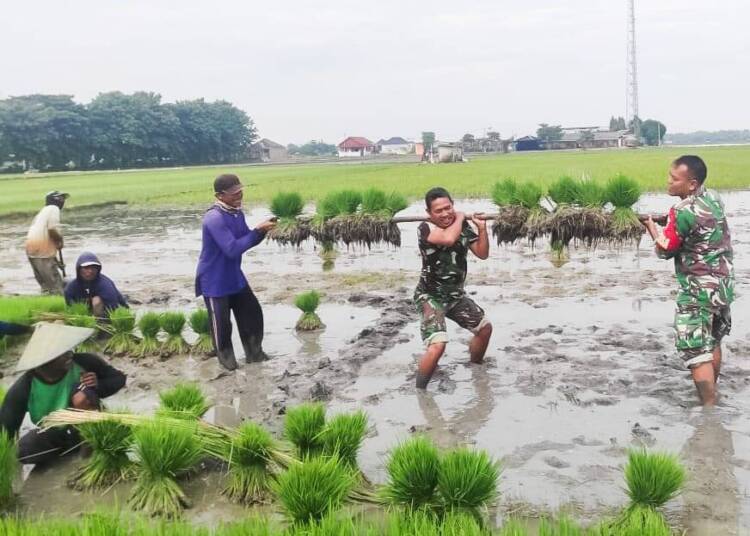 Babinsa Koramil Padangan Bojonegoro Bantu Petani Tanam Padi