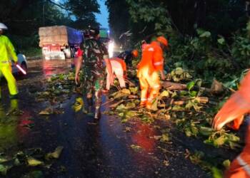 Personil Koramil Semanding Tuban Bantu Petugas Evakuasi Pohon Tumbang di Jalan Raya Tuban – Surabaya
