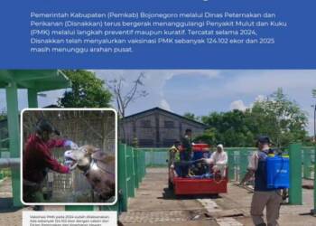 Disnakkan Bojonegoro Imbau Peternak Sapi Perhatikan Pakan dan Kebersihan Kandang