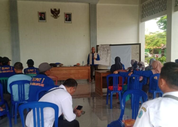 Fokus Tingkatkan Produksi Padi, Pemdes Kebalanpelang Bikin Sekolah Lapangan Pertanian.