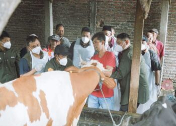 Cegah PMK, Petugas di Sidoarjo Pantau Kesehatan Hewan Ternak