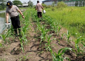 Dukung Ketahanan Pangan, Kapolsek Krian Tinjau Perawatan Tanaman Jagung