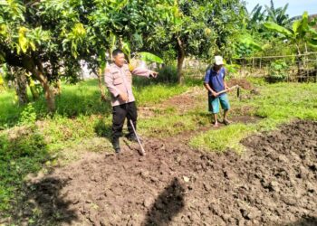 Bhabinkamtibmas Desa Jiken Tulangan Cek Pengolahan Lahan Pangan Bergizi