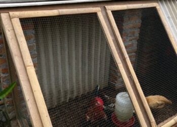 Pemkab Bojonegoro Luncurkan Program Ayam Petelur