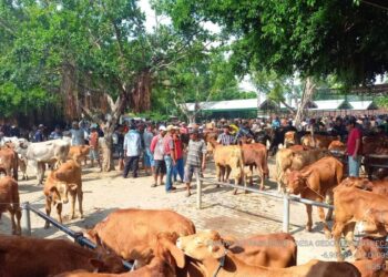 Pasar Hewan di Tuban Kembali Dibuka, Tetap Waspada PMK