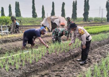 Polsek Krian Tanam Bawang Merah untuk Ketahanan Pangan