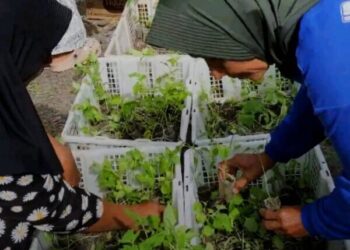 Bupati Bojonegoro: Pekarangan Lebih Produktif dan Berdaya Ekonomi