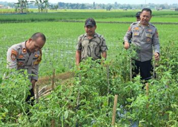 Kapolsek Padangan Dampingi Petani Panen Tomat