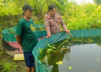 Wujudkan Ketahanan Pangan, Kanit Binmas Polsek Prambon Tinjau Budidaya Ikan Nila