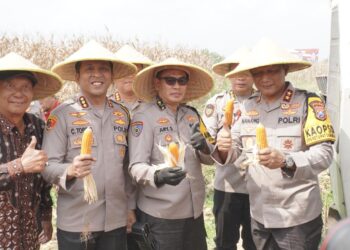 Kapolda Jatim Panen Raya Jagung di Sidoarjo