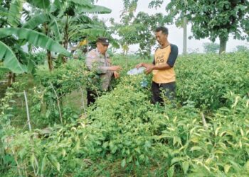 Dukung Ketahanan Pangan, Bhabinkamtibmas Desa Pangkemiri Tinjau Kebun Sayur Warga