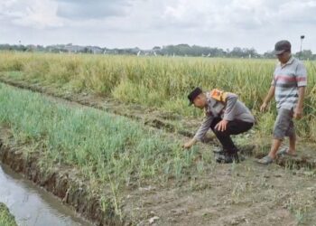 Polsek Taman Tinjau Program Ketahanan Pangan Bawang Merah di Desa Pertapan Maduretno