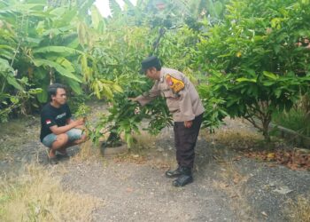 Polsek Tanggulangin Tinjau Langsung Pengelolaan Pekarangan Pangan Bergizi di Desa Ketegan.