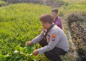 Kanit Binmas Polsek Prambon Silaturahmi dengan Penggerak Ketahanan Pangan di Desa Pejangkungan